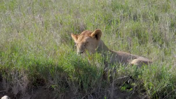 Lusta afrikai oroszlán feküdt a fűben Savannah pihenő evés után ragadozó