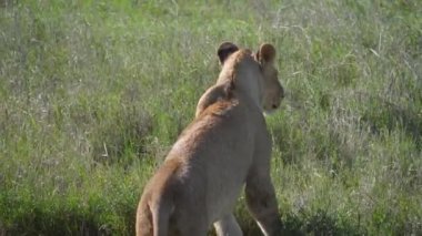 Afrika Dişi Aslan ı sarar ve dinlenmek için Savana'nın çimenlerinde uzanır.