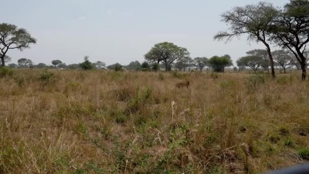 Взрослый африканский лев ходит по саванне во время сухого сезона в дикой природе — стоковое видео