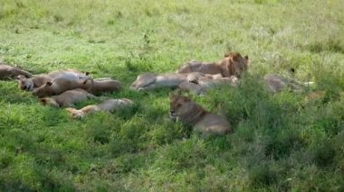 Afrika Vahşi Aslanlar Pride Yalan ve Çalıların Gölgesinde Istirahat Isı Kaçmak için