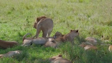 Erkek Afrika Vahşi Aslanlar Aşağı Yatmak ve Gölgede Dinlenmek Için Gurur arasında yer seçer