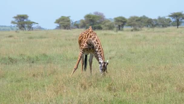 Молодой жираф растянул свои передние ноги, пасусь на фоне пастбищ Акация — стоковое видео