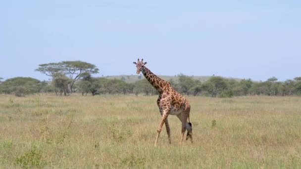 Girafe promenade sur savane africaine sauvage sur fond de fourrés et d'acacias — Video