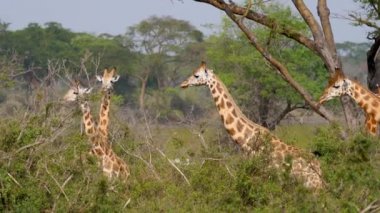Akasya Çalıları ve Ormanlarında Vahşi Afrika zürafaları
