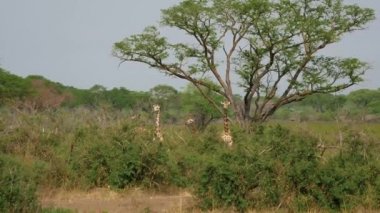 Vahşi Afrika zürafaları Akasya ağaçlarının arasındaki dikenli çalılıklarda saklanıp otluyor