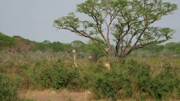 Vadon élő afrikai zsiráfok Rejtőzködnek és legelnek az akác fák között. — Stock videók