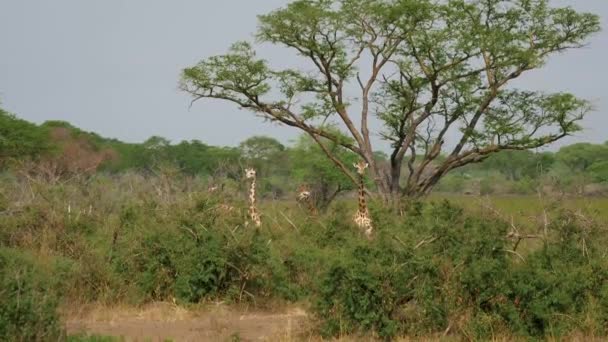 Acacia on the African plain Stock Photo by ©umabatata 10047362