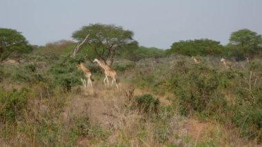 Çalılar ve Akasyalar Arasında Savana Üzerinde Yürüyen Birçok Vahşi Afrika Zürafaları