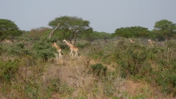 Muchas jirafas africanas salvajes caminando por la sabana entre los arbustos y acacias — Vídeo de stock