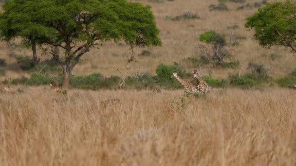 Gruppo di giraffe africane selvatiche al pascolo erba gialla di Savannah nella stagione secca — Video Stock
