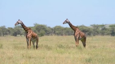 Vahşi Afrika zürafaları Akasya 'nın arka planında, Savannah' da otlakta duruyor.