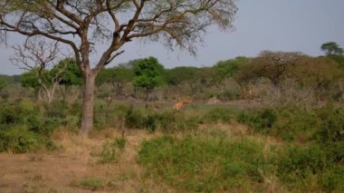 Vahşi Afrika Zürafaları Akasya Ağaçları Arasındaki Dikenli Çalılıklarda Çürüyor
