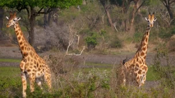 Nahaufnahme Porträt zweier wunderschöner wilder afrikanischer Giraffen in grünen Büschen — Stockvideo