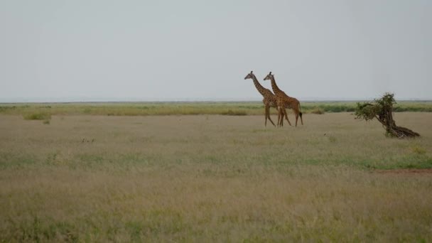Dos jirafas africanas salvajes caminando graciosamente por la llanura de pastizales en Savannah — Vídeos de Stock
