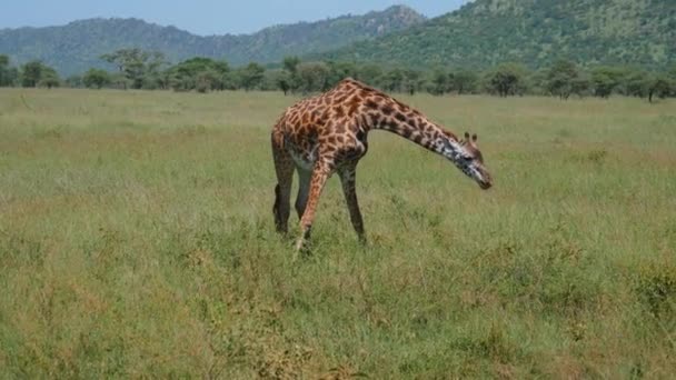 Жираф на пастбище ест траву растягивая свои передние ноги по сторонам — стоковое видео