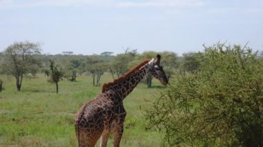 Dikenli Genç Zürafa Afrika 'nın vahşi bozkırlarında otluyor