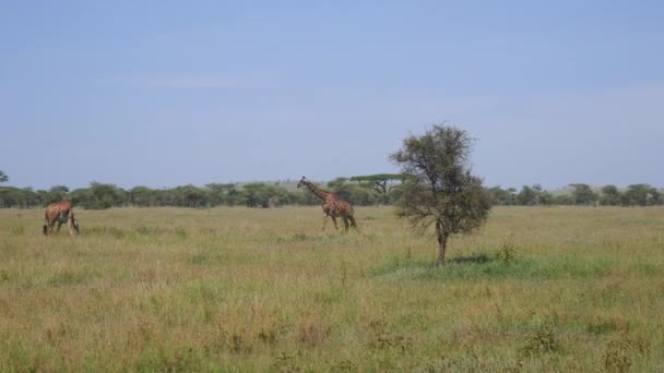 Giraffe nel pascolo a piedi e pascolo erba in selvaggia savana africana — Video Stock