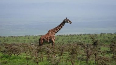 Vahşi Afrika'da Dikenler ile Çalılar Arasında Bir Tepe üzerinde duran Zürafa Side View