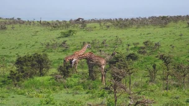 Jirafas manía hojas en matorrales de espinosos arbustos en un pasto verde en África — Vídeos de Stock