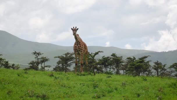 Girafa come folhas de arbustos espinhosos no fundo de colinas na África — Vídeo de Stock