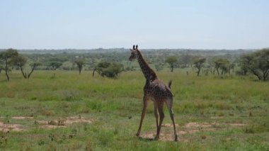 Genç zürafa Afrika 'da çalılık ve dikenlerle Savannah' da yürüyor