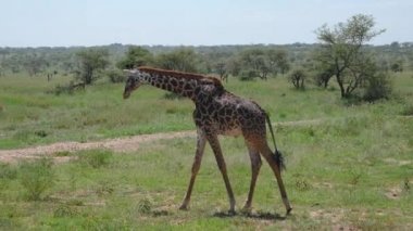 Afrika'da Çalılar ve Dikenler ile Savannah Üzerinde Yürüyüş Nice Genç Zürafa