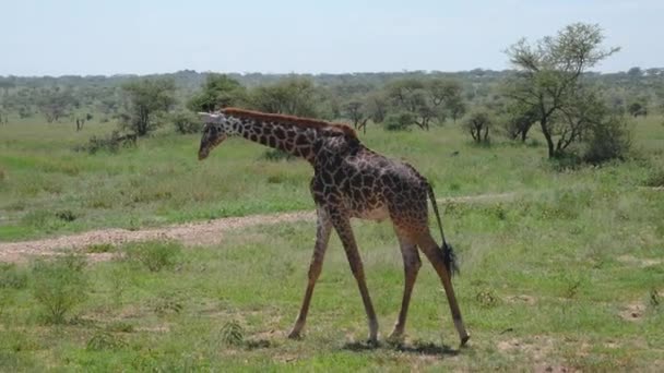 Belle jeune girafe marchant sur la savane avec des buissons et des épines en Afrique 