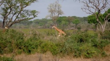 Sürü Vahşi Afrika Zürafaları Ormanın Yeşil Çalılıklarında