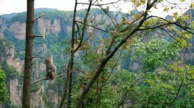 Wild Funny Monkey Sitting On A Tree Branch In Park On A Background Of Mountains