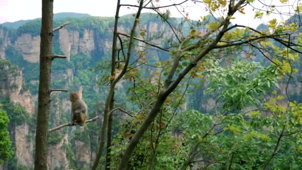 Дикая смешная обезьяна сидит на ветке дерева в парке на фоне гор — стоковое видео