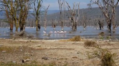 Nakuru Gölü'nde Pembe Flamingo Sürüsü Batık Ağaçlar ve Mangrovlar Arasında Yürüyüş