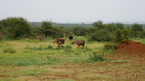 Ostriches Grazing On The Pasture Of The African Savannah — Stock Video