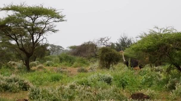 Struisvogel lopen in een struikgewas van struiken en acacia bomen van de Afrikaanse savanne — Stockvideo