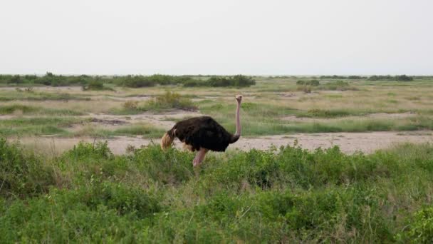 Africký pštrosí pastva na pastvinách rozhlížel se po nebezpečí — Stock video