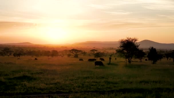 Afrikanska Savannah landskap vid solnedgången med Acacia träd och bete Buffalo — Stockvideo