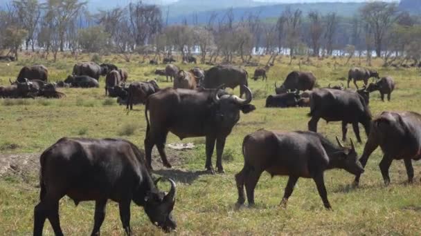 Enorma besättning Buffalo i Hagen i den afrikanska Wild — Stockvideo