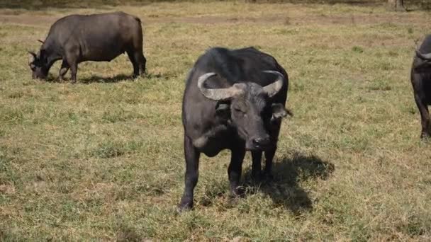 Buffel betar på fäladen — Stockvideo