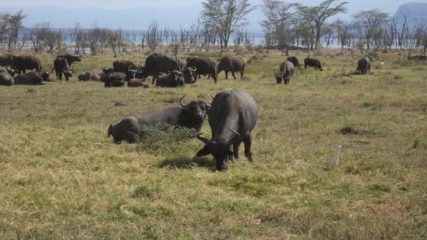 Troupeau de buffles dans un pâturage au bord du lac en Afrique — Video