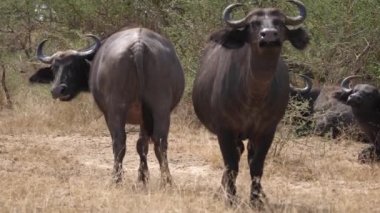 Komik Buffalo Içinde the mera bir ön Için the kamera diğer geri