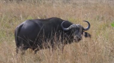 Yetişkin Büyük Afrika Buffalo Içinde mera yüksek Kuru Çim Savannah standları