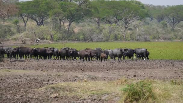 Büffel stehen am zertrampelten Ufer eines Teiches mit grünem Wasser in der afrikanischen Savanne — Stockvideo