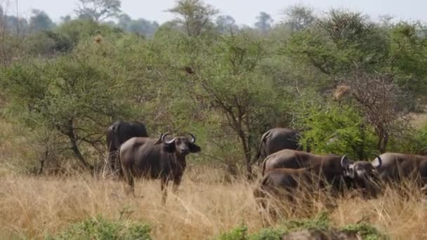 Büffel grasen in der afrikanischen Savanne — Stockvideo