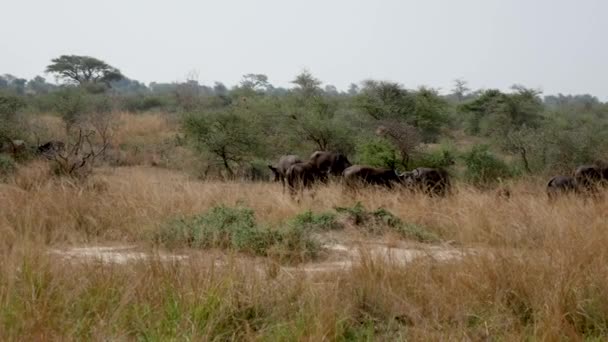 Buffalo Graze v křovinách africké savany — Stock video