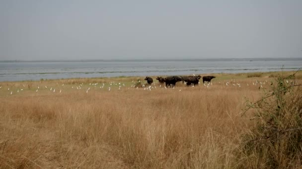 W suchej sezonu stada Buffalo na brzegu jeziora w dzikiej Afryce — Wideo stockowe