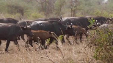 Afrika Buffalo Sürü kuru sezonda bir Tozlu Savannah Üzerinde Yürüyüş