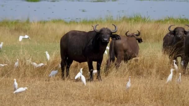 Bull Buffalo Looking At The Camera In The Wild African Savannah — Stock Video