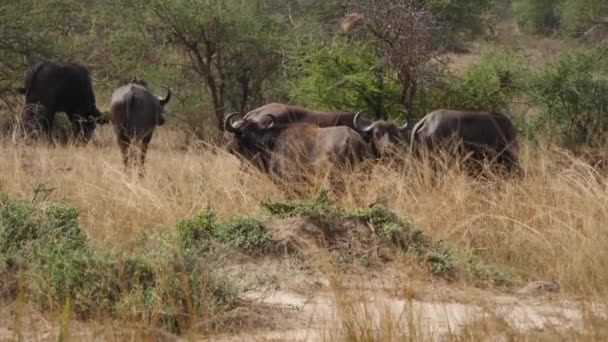 Büffel grasen in der afrikanischen Savanne — Stockvideo