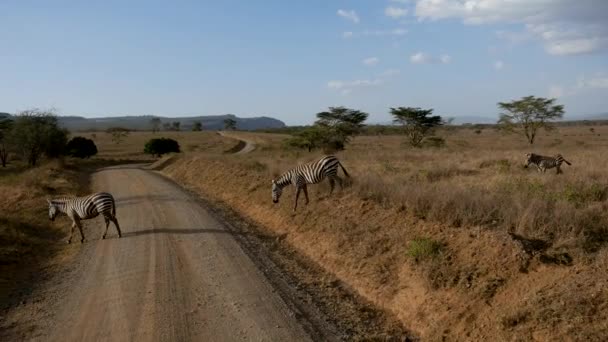 Zebra Crossing Scenic Dusty Road Amid Hills and Acacia Trees in African Plain — стоковое видео