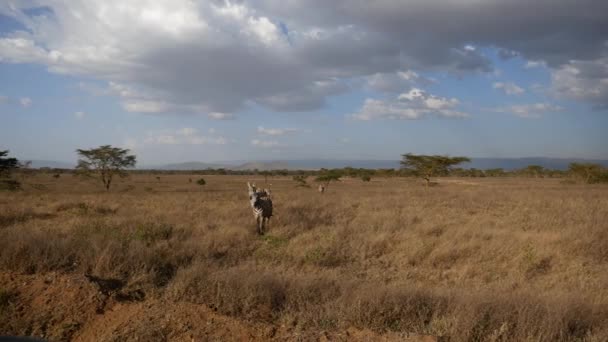Cebra africana en pintoresca sabana en el fondo de colinas y árboles de acacia — Vídeo de stock