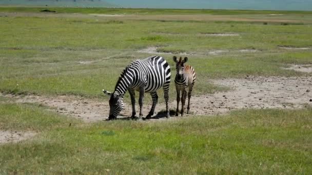 Зебра мама с ребенком пасет траву на равнинах в Африке Саванна — стоковое видео